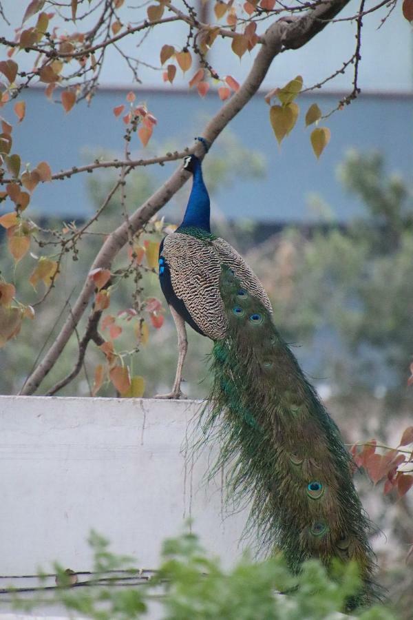 Shahar Palace Jaipur Ngoại thất bức ảnh