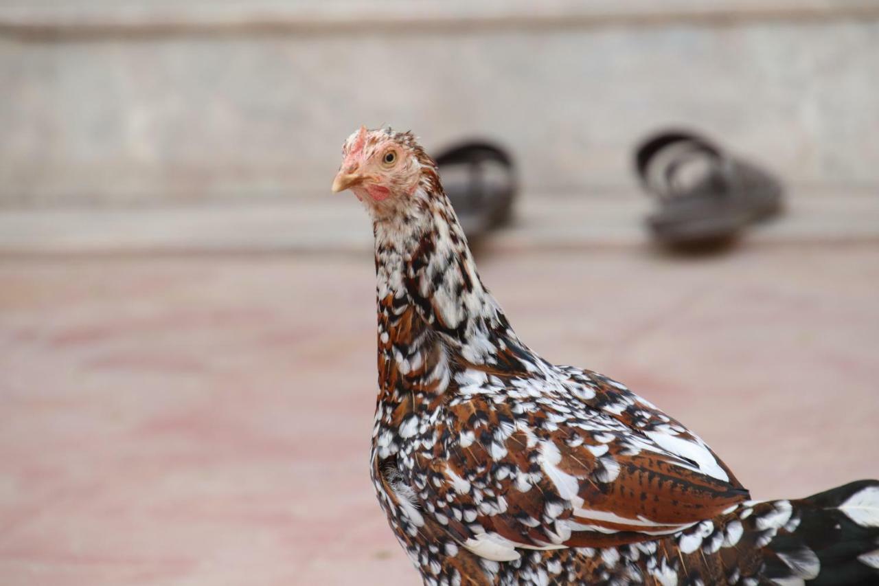 Shahar Palace Jaipur Ngoại thất bức ảnh